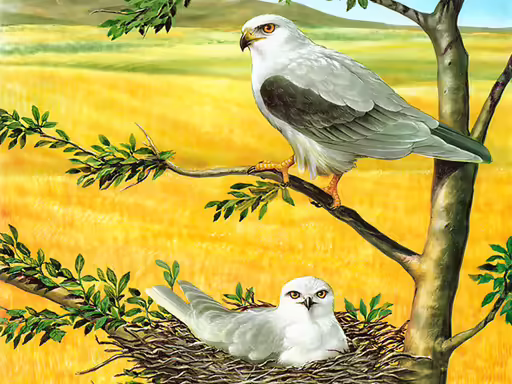 Birds of Prey Trencaclosques