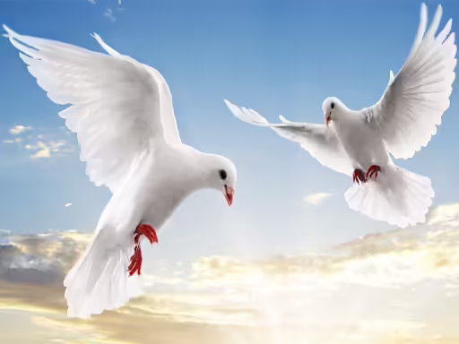 Scivolo di uccelli in volo