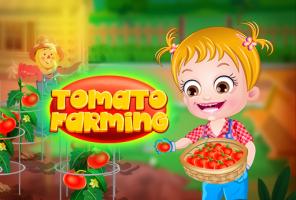 Criação de tomates baby Hazel